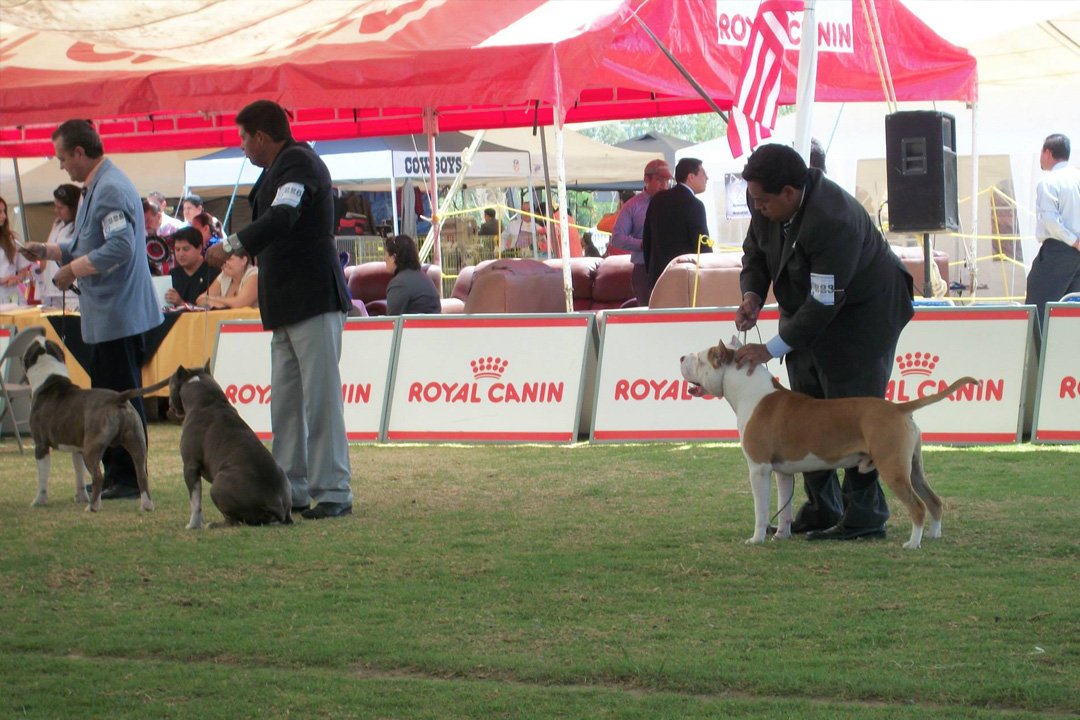 dogcarrusel12