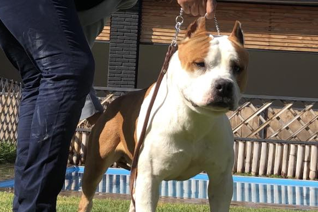 dogcarrusel2