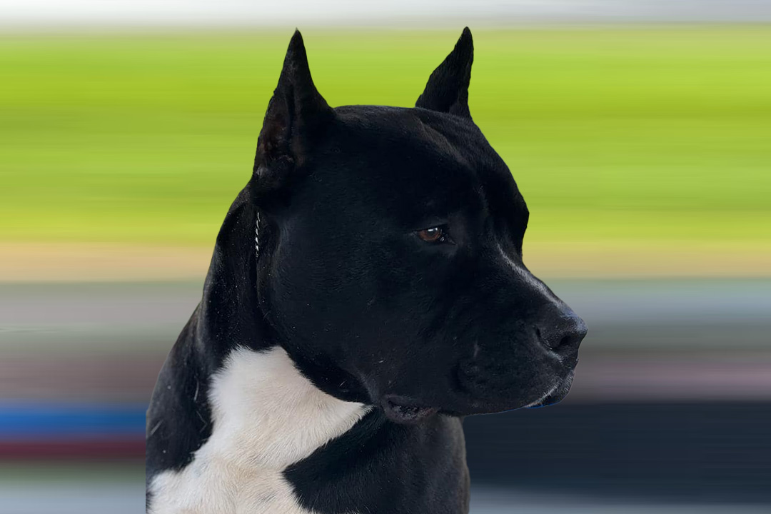 dogcarrusel3
