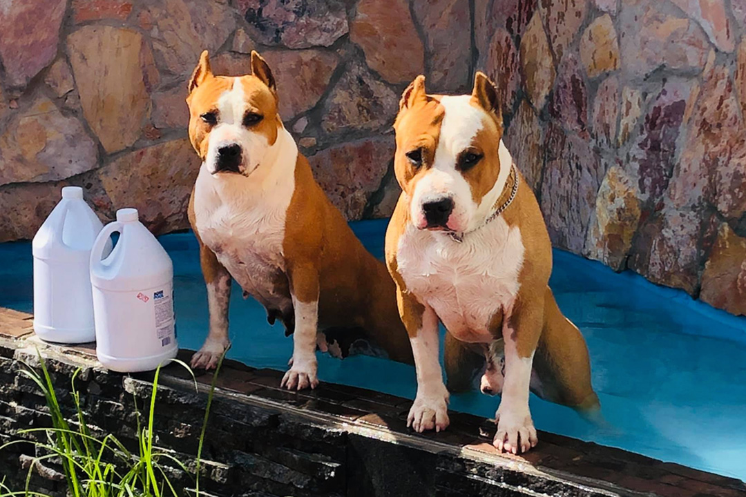 dogcarrusel7