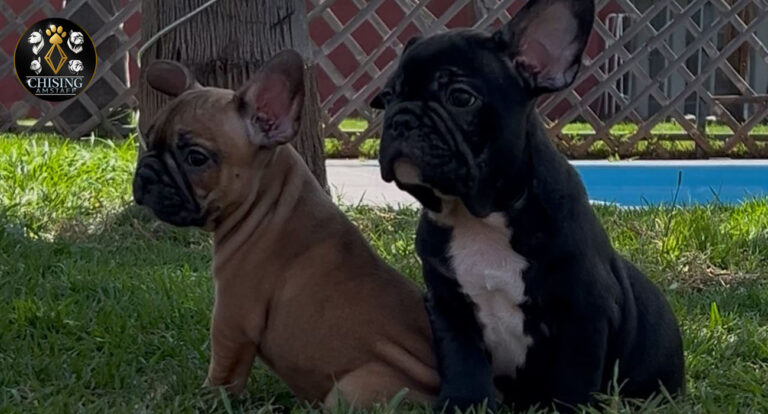 Staf Raza Frenchie: la guía completa sobre esta raza pequeña y poderosa - Chising ...