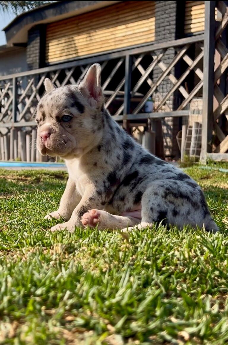 Bulldog Francés Choco Merle de ojos azules: genética, cuidados y ...