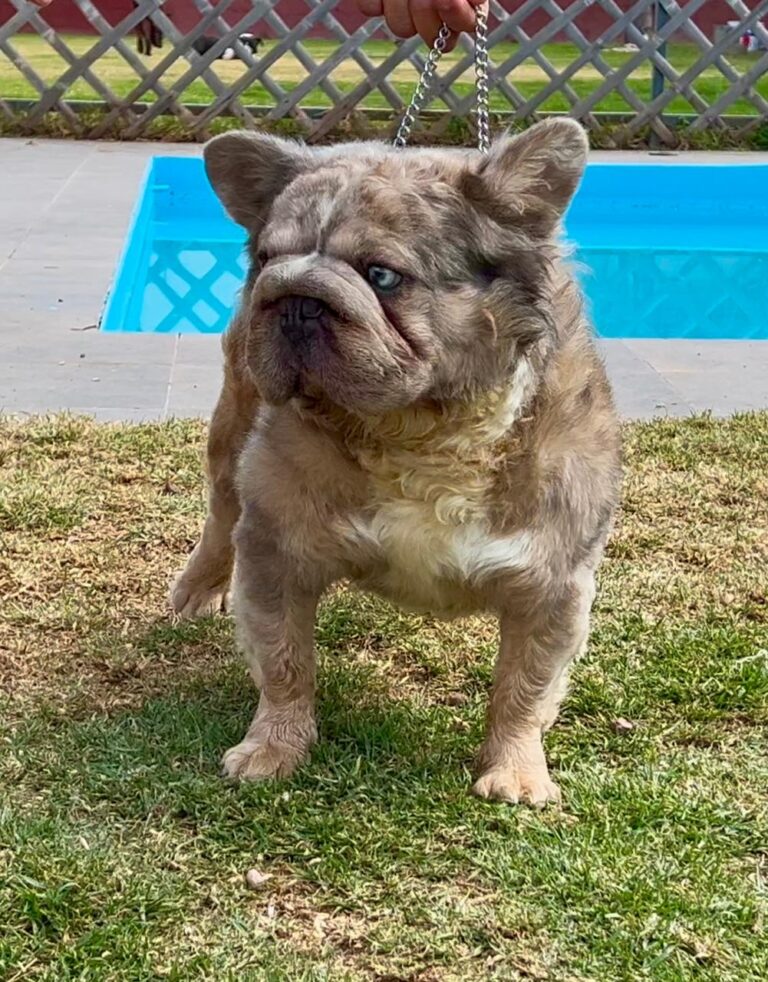 Tipos de Bulldog Francés: guía completa para reconocerlos - Chising ...